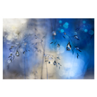 Fotografie Blue rain, Heidi Westum, 40 × 26.7 cm