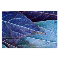 Fotografie Frosty leaves, ithinksky, 40 × 26.7 cm