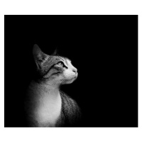 Fotografie Lovely European cat isolated on black background., nandoviciano, 40 × 35 cm