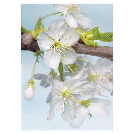 KOMR 330-2 XXL Vliesová fototapeta Komar - Blossom - Třešňové květy - poupata, velikost 184x248 