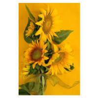 Fotografie Sunflowers on Yellow, Kathryn8, 26.7 × 40 cm