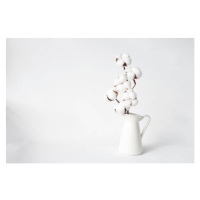 Umělecká fotografie Cotton in a vase, paula sierra, (40 x 26.7 cm)
