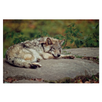 Fotografie Eastern Gray Wolf Laying On Rock, Copyright Michael Cummings, 40 × 26.7 cm