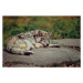 Fotografie Eastern Gray Wolf Laying On Rock, Copyright Michael Cummings, 40 × 26.7 cm