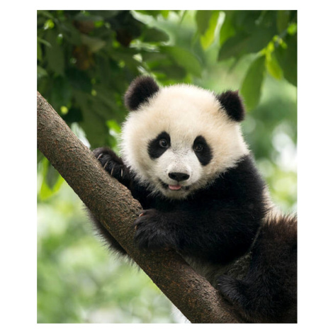 Fotografie Giant Panda baby cub in Chengdu area, China, Alatom, 35x40 cm