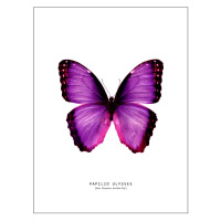 Ilustrace butterfly 2, Finlay & Noa, (30 x 40 cm)