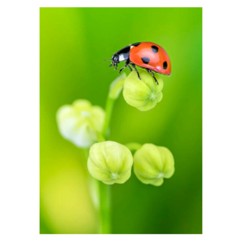 Ilustrace Ladybird on Lily of the Valley, mikroman6, (30 x 40 cm)