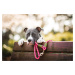 Vsepropejska Lasky přepínací vodítko pro psa | 270 cm Barva: Růžová, Délka vodítka: 230 cm
