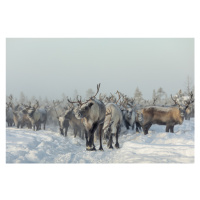 Fotografie Reindeers, Patrik Minar, 40 × 26.7 cm