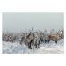 Fotografie Reindeers, Patrik Minar, (40 x 26.7 cm)