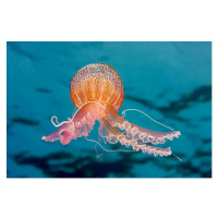 Fotografie PURPLE-STRIPED JELLY FISH, Gerard Soury, 40 × 26.7 cm