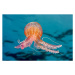 Fotografie PURPLE-STRIPED JELLY FISH, Gerard Soury, 40 × 26.7 cm