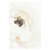 Fotografie White Flower, Studio Collection, 26.7 × 40 cm