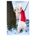 Vsepropejska Tremy zimní bunda pro psa s kroužky Barva: Modrá, Délka zad (cm): 35, Obvod hrudník