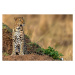 Fotografie Leopard scanning the area, Manoj Shah, 40 × 26.7 cm