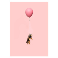 Fotografie Cute dog tied to a balloon and floating, Ian Ross Pettigrew, 30 × 40 cm