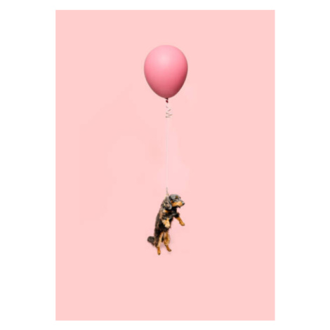 Fotografie Cute dog tied to a balloon and floating, Ian Ross Pettigrew, 30x40 cm