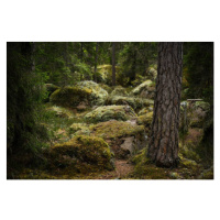 Umělecká fotografie Forest environment in a primeval forest, Schon, (40 x 26.7 cm)
