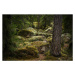 Fotografie Forest environment in a primeval forest, Schon, 40 × 26.7 cm