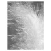 Fotografie Beautiful feather, Siglinde Fischer, 30 × 40 cm