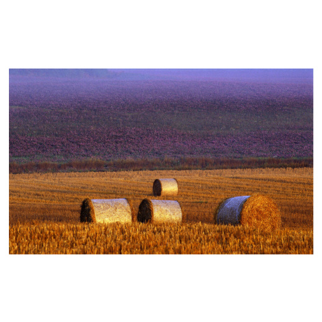 Umělecká fotografie Farmers field, Allan Wallberg, (40 x 24.6 cm)