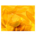 Fotografie Sunflower petals, vkbhat, 40 × 30 cm