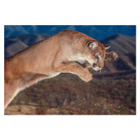 Umělecká fotografie Cougar pounce, George Lepp, (40 x 26.7 cm)