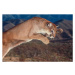 Fotografie Cougar pounce, George Lepp, (40 x 26.7 cm)