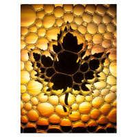 Ilustrace Maple leaf bubbles, Don Farrall, 30 × 40 cm