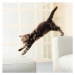 Umělecká fotografie Maine Coon kitten jumping from couch to ottoman, GK Hart/Vikki Hart, (40 x 4