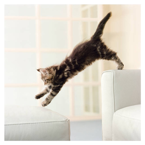 Fotografie Maine Coon kitten jumping from couch to ottoman, GK Hart/Vikki Hart, 40 × 40 cm