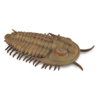 Redlichia Rex trilobit