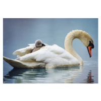 Fotografie Sleepy Mute Swan Cygnet Takes a Ride on Mom's Back, Vicki Jauron, Babylon and Beyond 