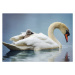 Fotografie Sleepy Mute Swan Cygnet Takes a Ride on Mom's Back, Vicki Jauron, Babylon and Beyond 