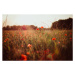 Fotografie Field of grass plants and poppies during sunset, Germany, thethomsn, 40 × 26.7 cm