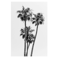 Fotografie Lovely Palm Trees | monochrome, Melanie Viola, (26.7 x 40 cm)