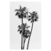 Fotografie Lovely Palm Trees | monochrome, Melanie Viola, 26.7 × 40 cm