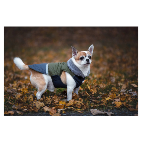 Vsepropejska Fogy stylová bunda pro psa Barva: Zelená, Délka zad (cm): 44, Obvod hrudníku: 64 - 