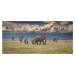 Fotografie Amboseli wonderland, Jeffrey C. Sink, (50 x 23.1 cm)