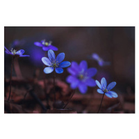 Fotografie Blue anemones on the forest floor, Baac3nes, 40 × 26.7 cm