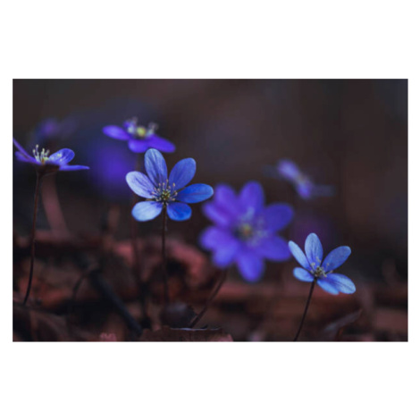 Fotografie Blue anemones on the forest floor, Baac3nes, (40 x 26.7 cm)
