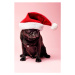 Fotografie Grumpy Pug Wearing a Christmas Hat, ClarkandCompany, 26.7 × 40 cm