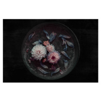 Fotografie Dahlia on their last, Inge	Schuster, 40 × 26.7 cm