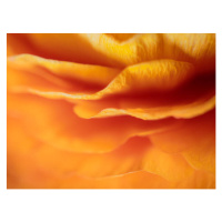 Fotografie Dreamy Macro Orange Peony 6, Lazypixel / Brunner Sébastien, 40 × 30 cm