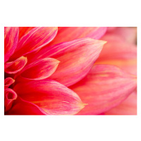 Fotografie Fresh pink dahlia flower, photographed at, MaYcaL, 40x26.7 cm