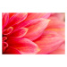 Fotografie Fresh pink dahlia flower, photographed at, MaYcaL, 40x26.7 cm