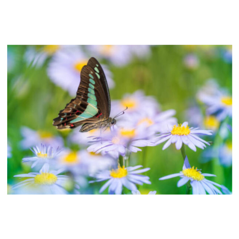 Umělecká fotografie Close-up of butterfly pollinating on flower,South, lzh  / 500px, (40 x 26.7 
