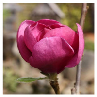 Šácholan 'Black Tulip' květináč 10 litrů