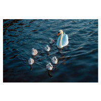 Fotografie Urban Mute Swan newly hatched family, CHUNYIP WONG, 40 × 26.7 cm