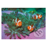 Clown Fishes - puzzle z kategorie Zvířata